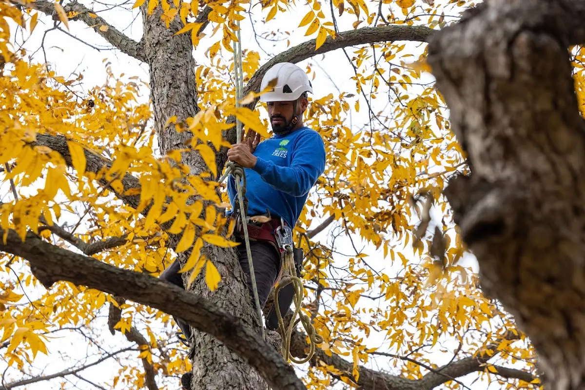 Skilled Tree Pruning crew working in Anthony